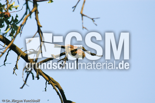 Goldammer (35 von 49).jpg